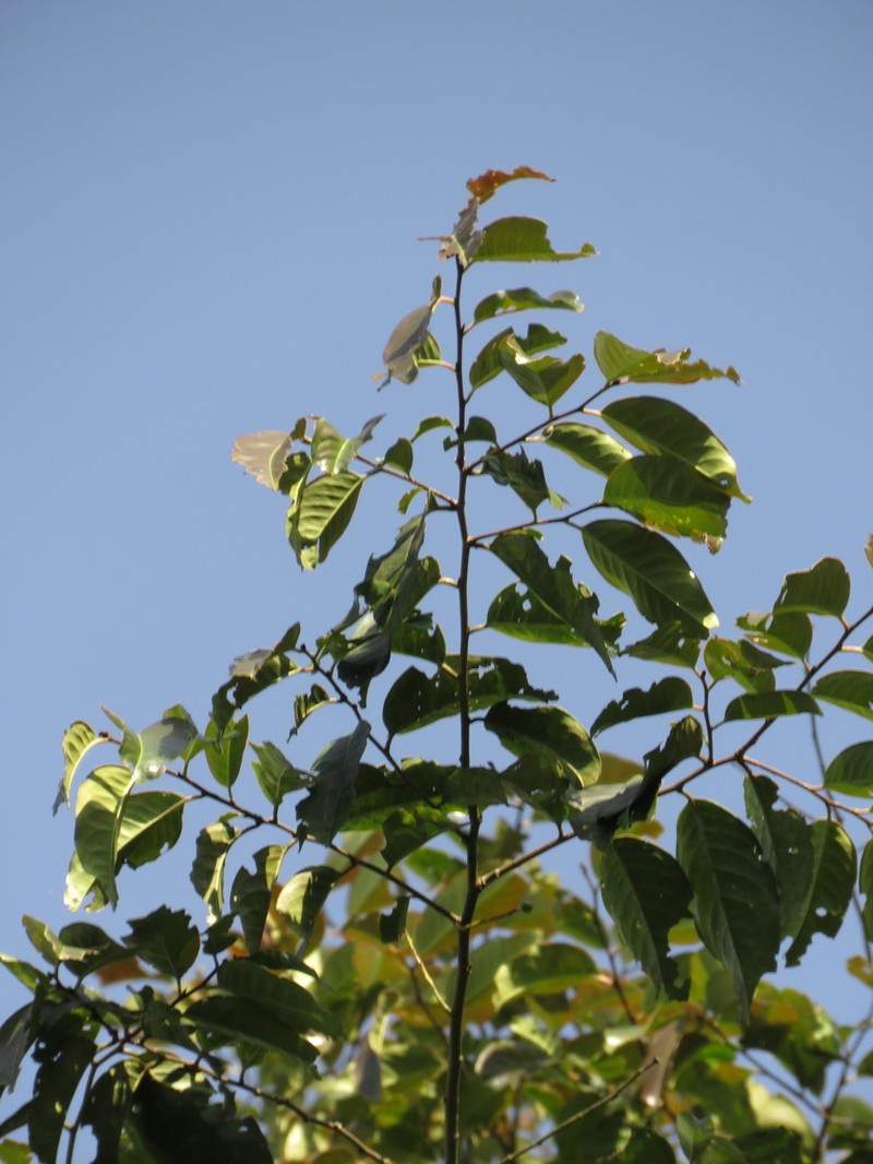 Prunus littlei photo 3