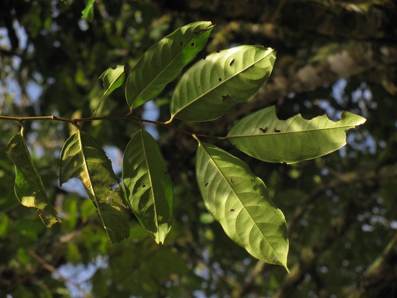 Prunus littlei photo 6