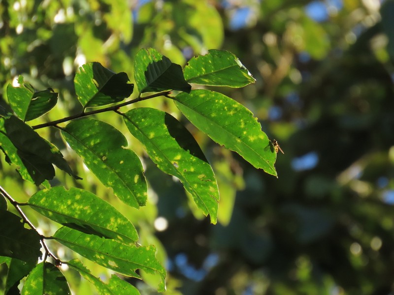 Prunus littlei photo 7