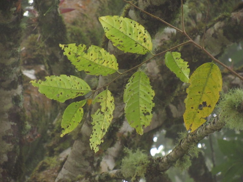 Prunus littlei photo 8