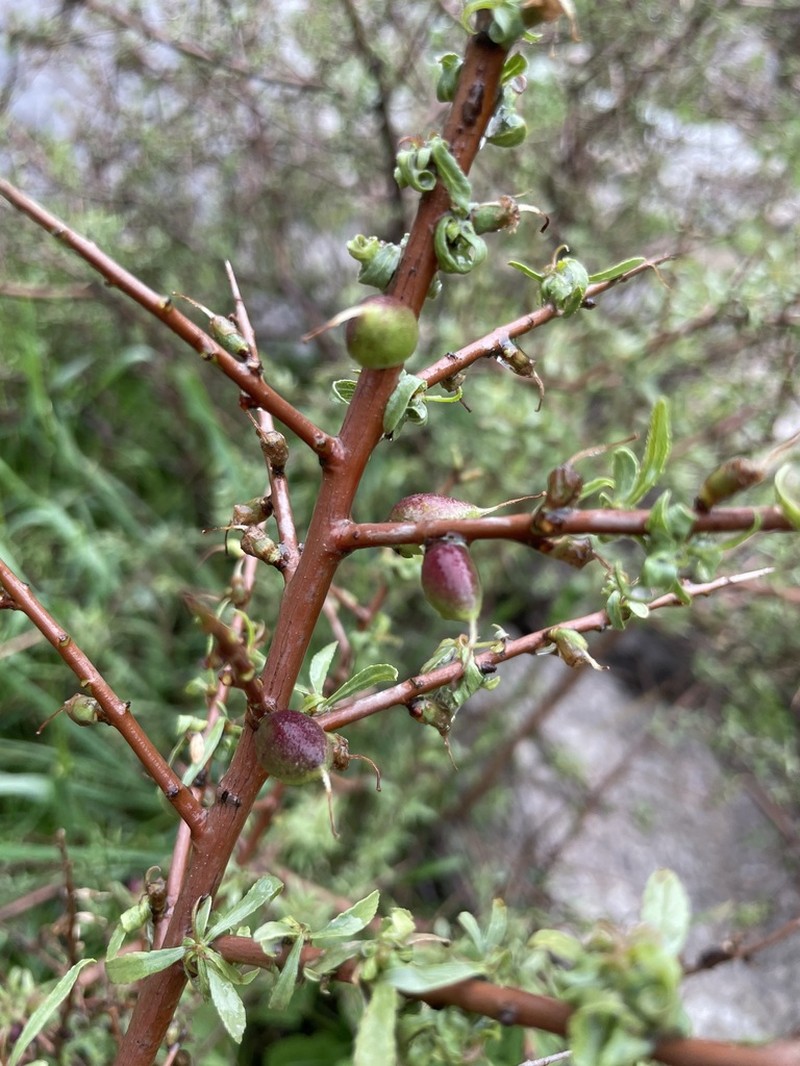 Prunus longispinosa