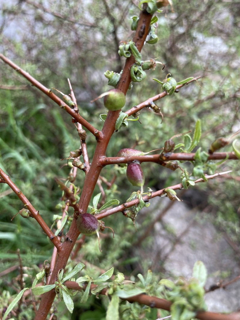 Prunus longispinosa photo 2