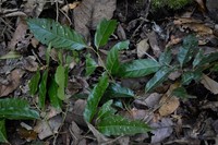 Prunus lundelliana