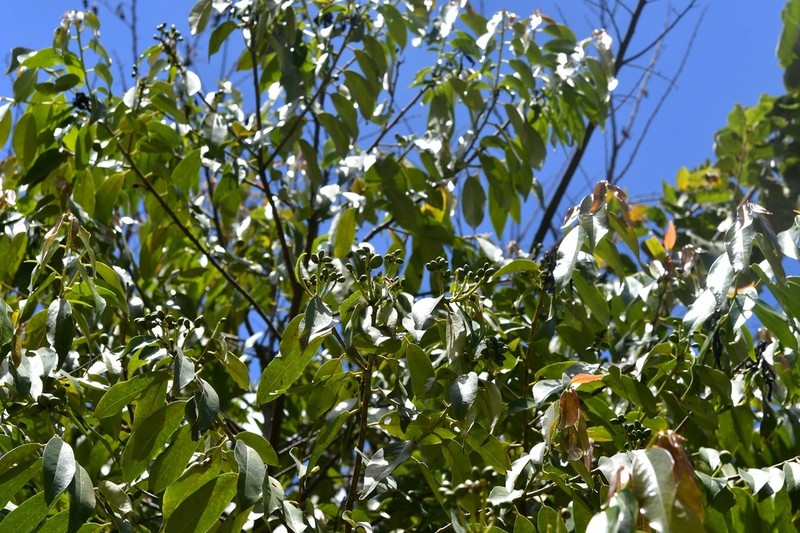 Prunus lundelliana photo 2