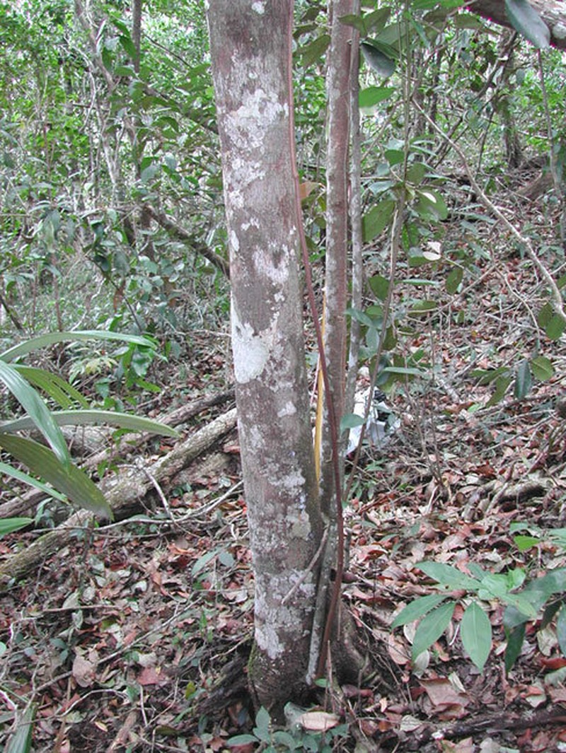 Prunus lundelliana photo 3