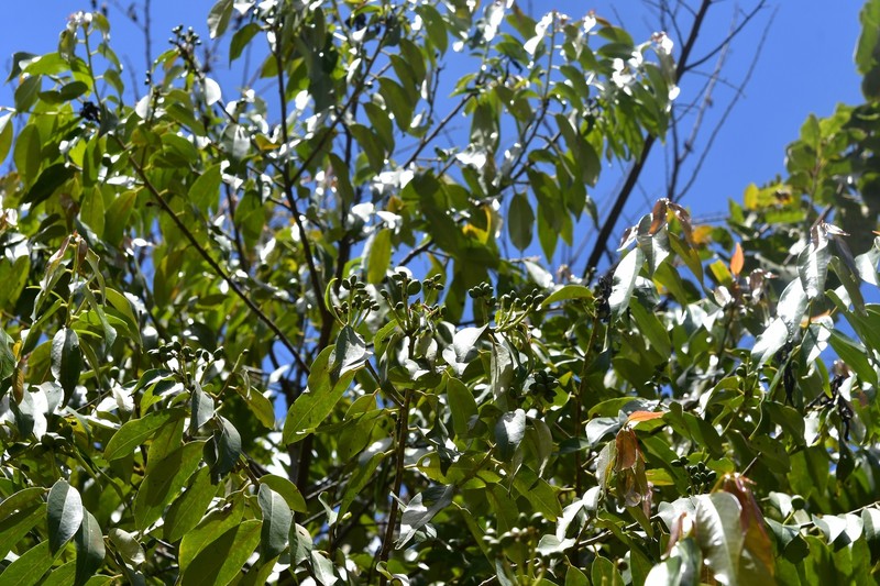Prunus lundelliana photo 4