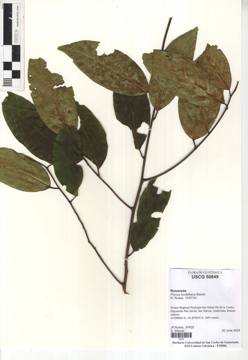 Prunus lundelliana photo 6