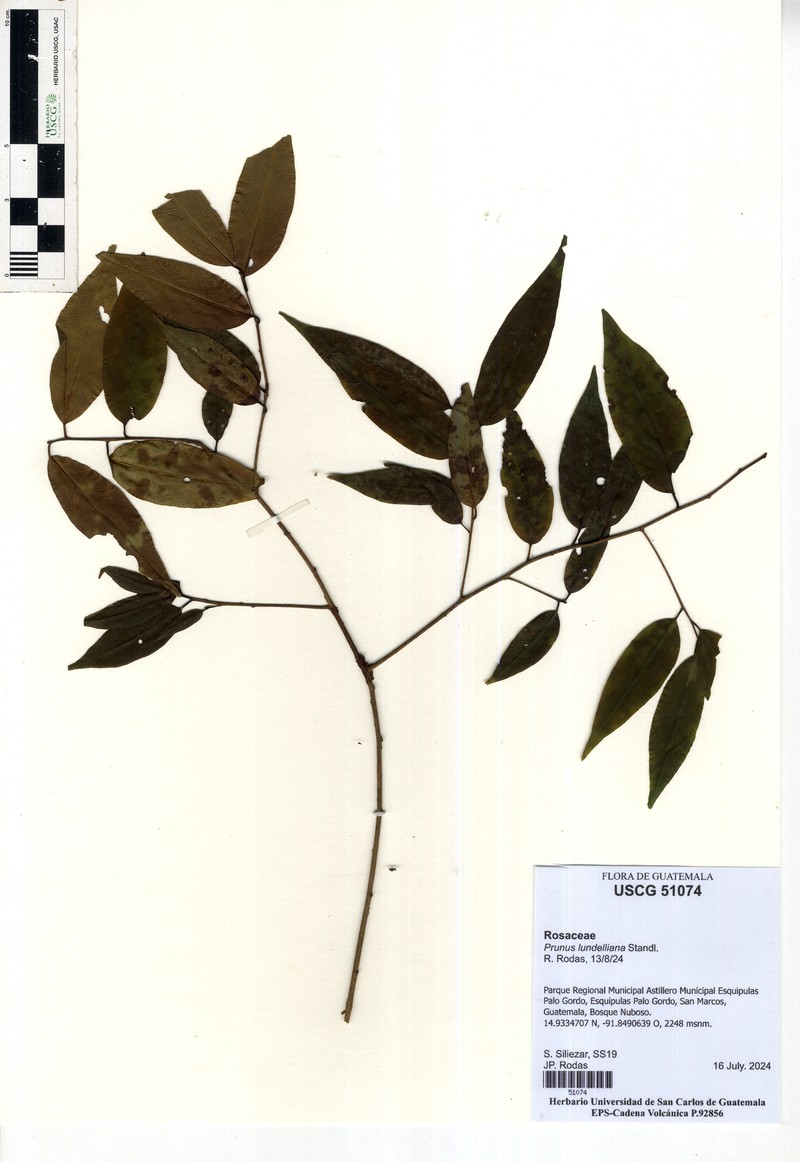 Prunus lundelliana photo 7