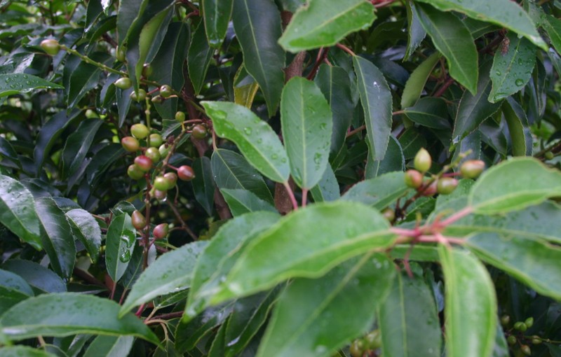 Portugal Laurel