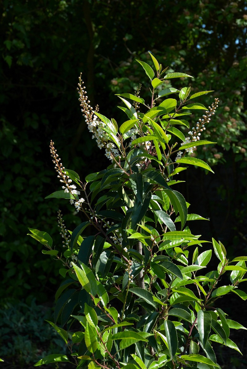 Portugal Laurel photo 2