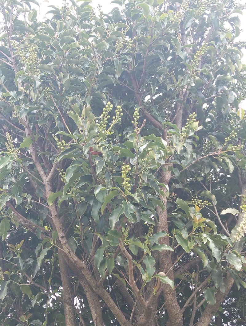 Prunus lusitanica subsp. azorica