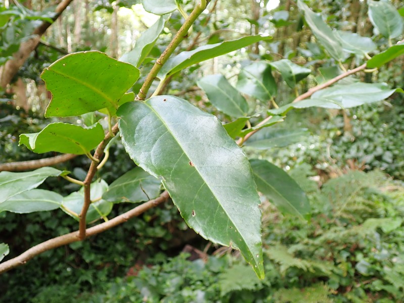 Prunus lusitanica subsp. azorica photo 2