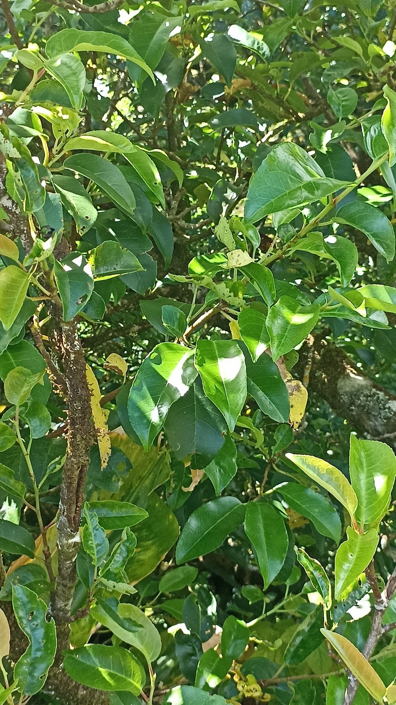 Prunus lusitanica subsp. azorica photo 3