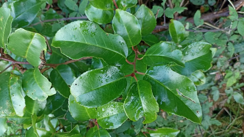 Prunus lusitanica subsp. azorica photo 4