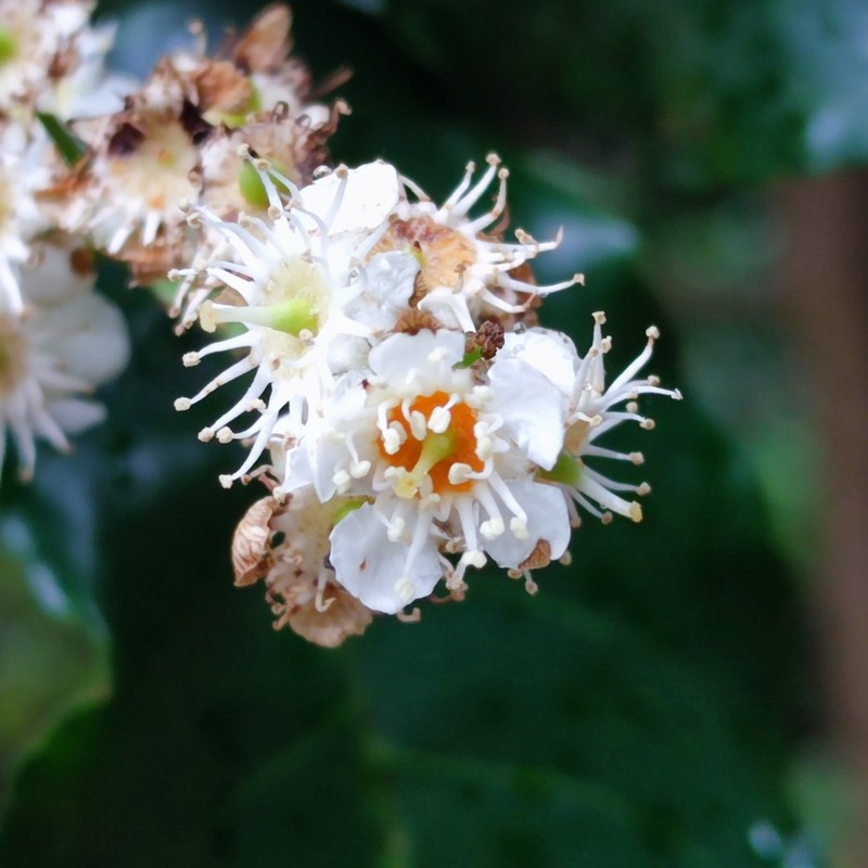 Prunus lusitanica subsp. azorica photo 5