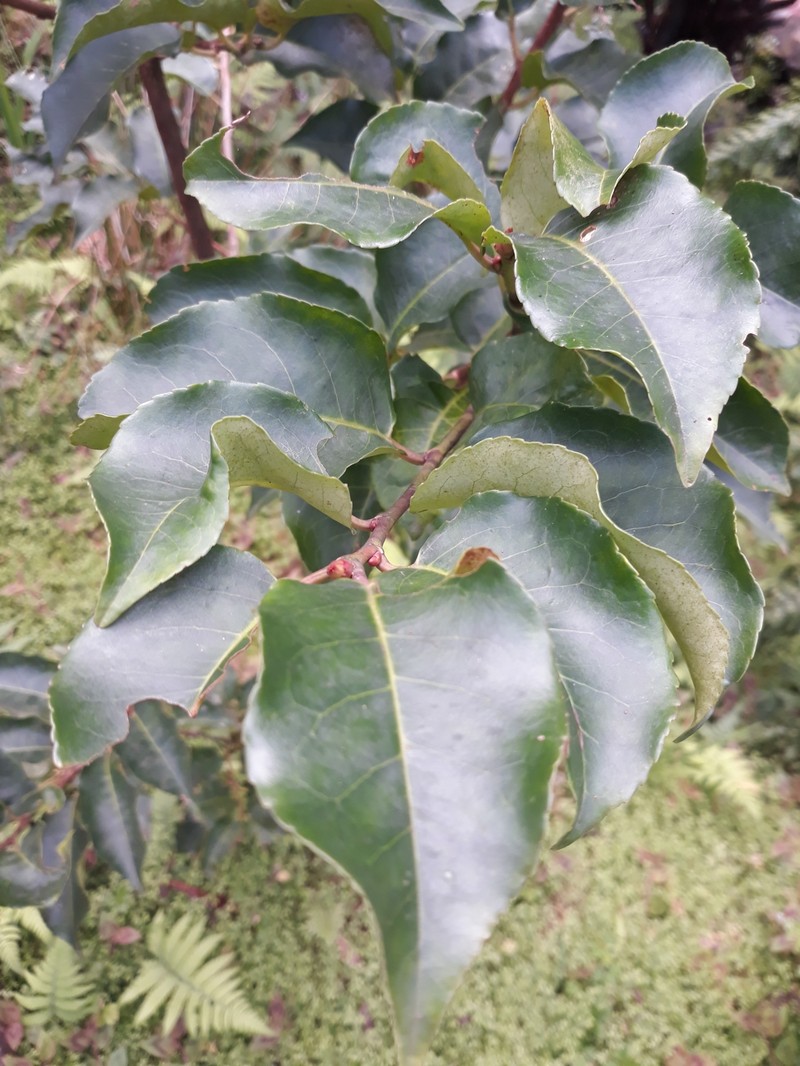 Prunus lusitanica subsp. azorica photo 6