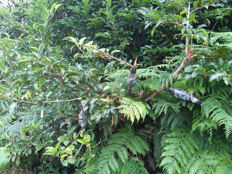 Prunus lusitanica subsp. azorica photo 7