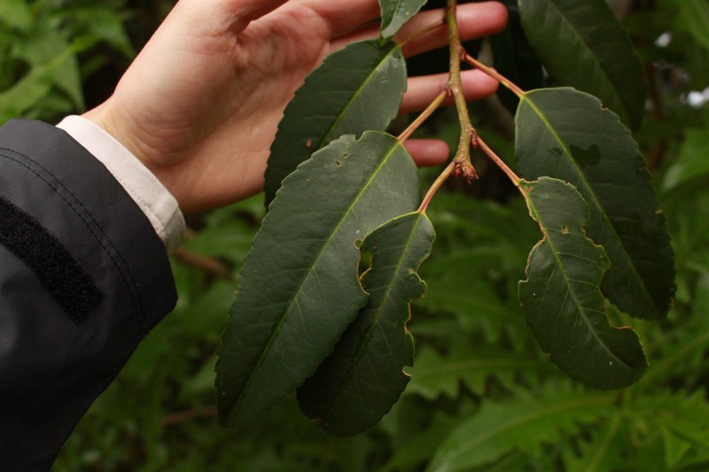 Prunus lusitanica subsp. hixa