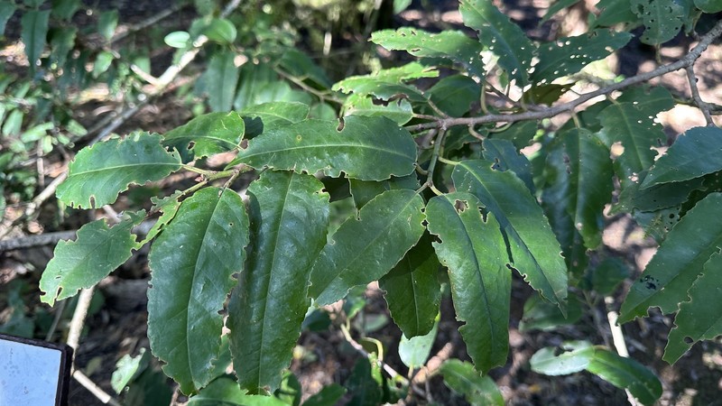 Prunus lusitanica subsp. hixa photo 2