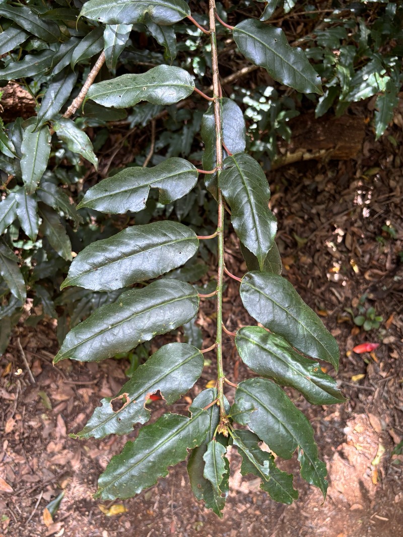 Prunus lusitanica subsp. hixa photo 3