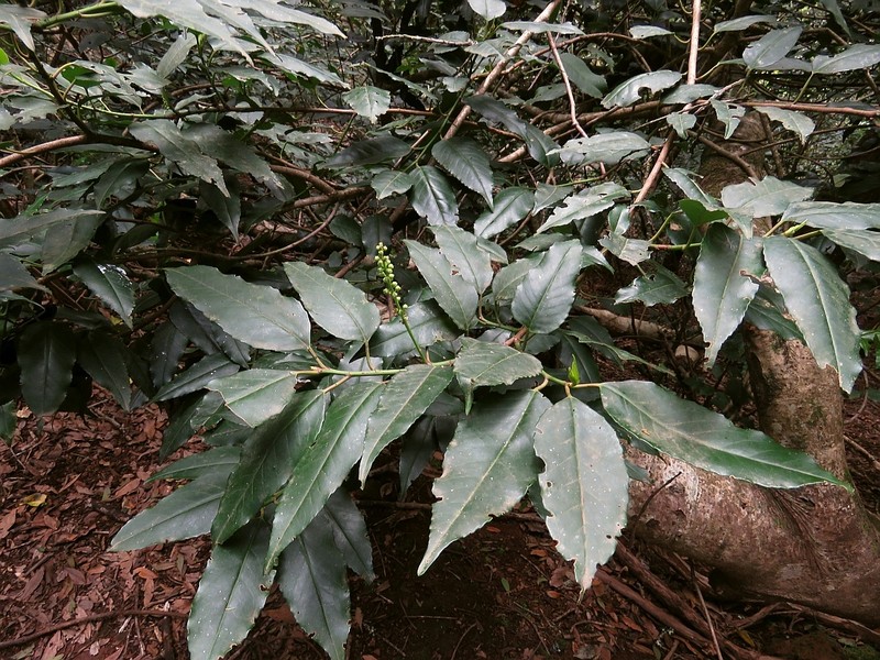 Prunus lusitanica subsp. hixa photo 4