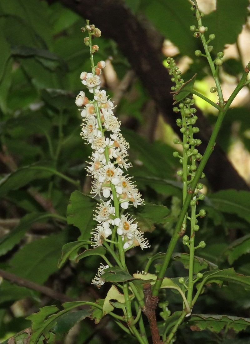 Prunus lusitanica subsp. hixa photo 5