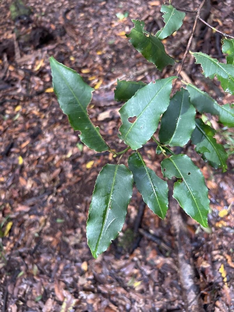 Prunus lusitanica subsp. hixa photo 6