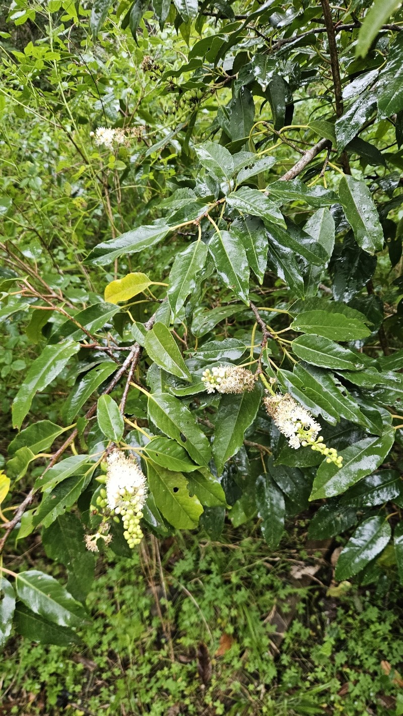 Prunus lusitanica subsp. hixa photo 7