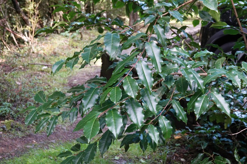 Prunus lusitanica subsp. hixa photo 8