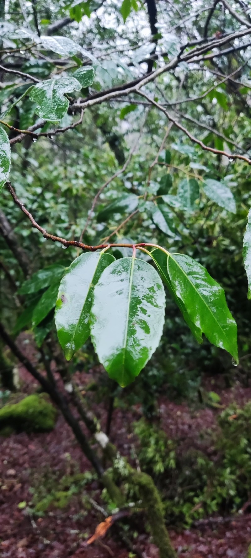 Prunus lusitanica subsp. lusitanica