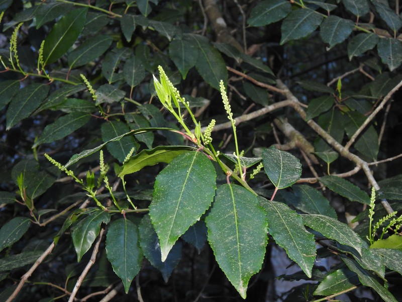 Prunus lusitanica subsp. lusitanica photo 2