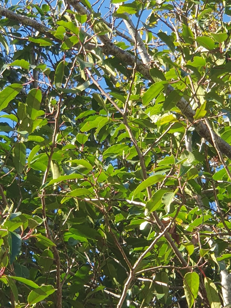 Prunus lusitanica subsp. lusitanica photo 3