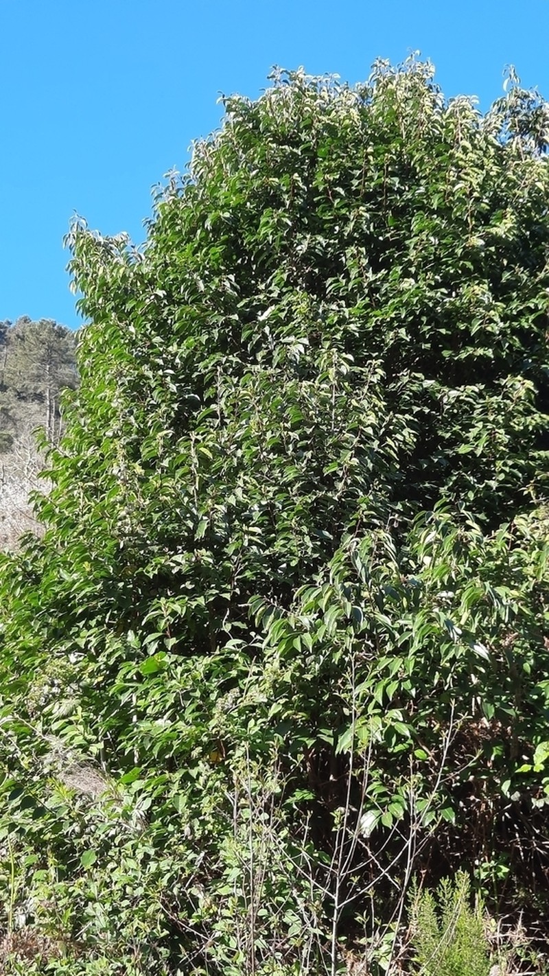 Prunus lusitanica subsp. lusitanica photo 4