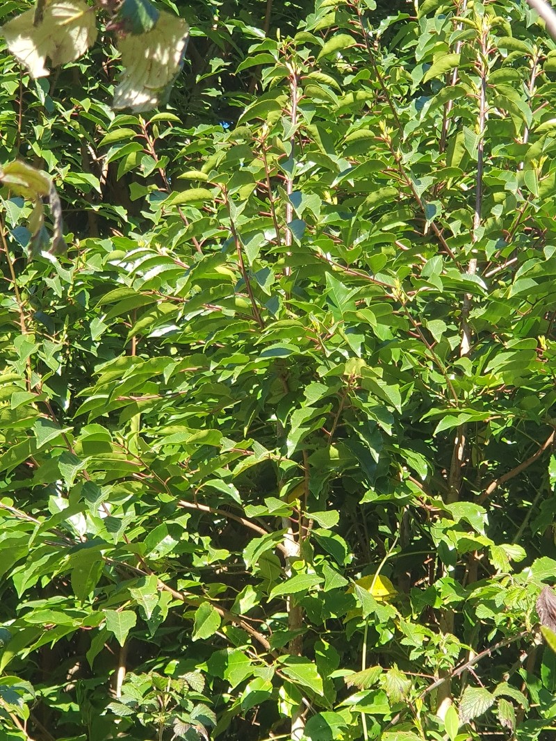 Prunus lusitanica subsp. lusitanica photo 5