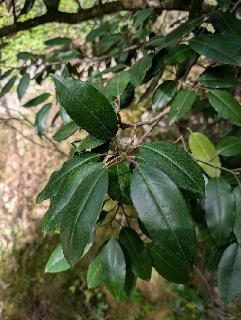 Prunus lusitanica subsp. lusitanica photo 6