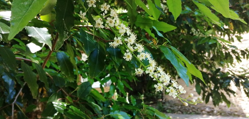 Prunus lusitanica subsp. lusitanica photo 7