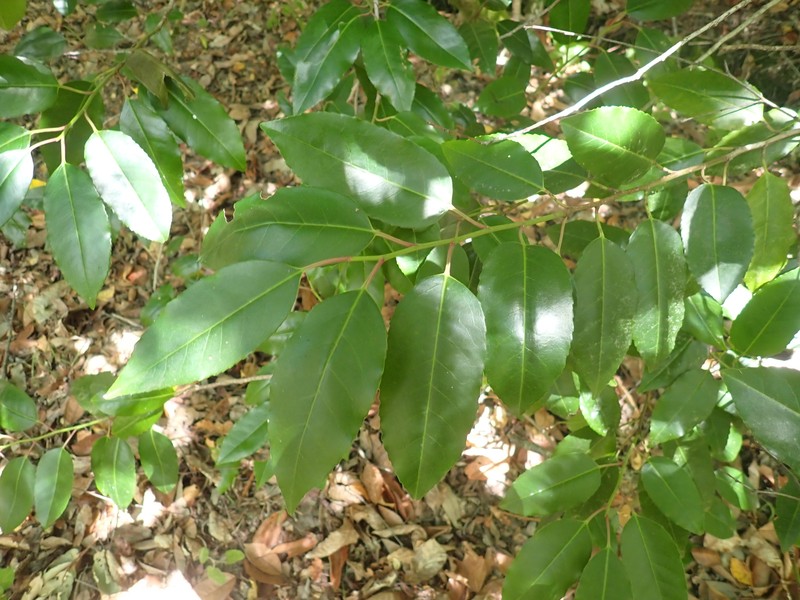 Prunus lusitanica subsp. lusitanica photo 8