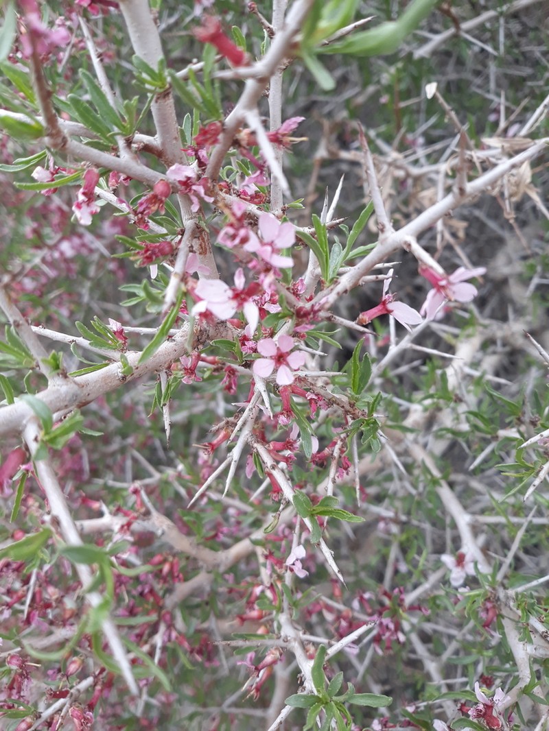 Prunus lycioides