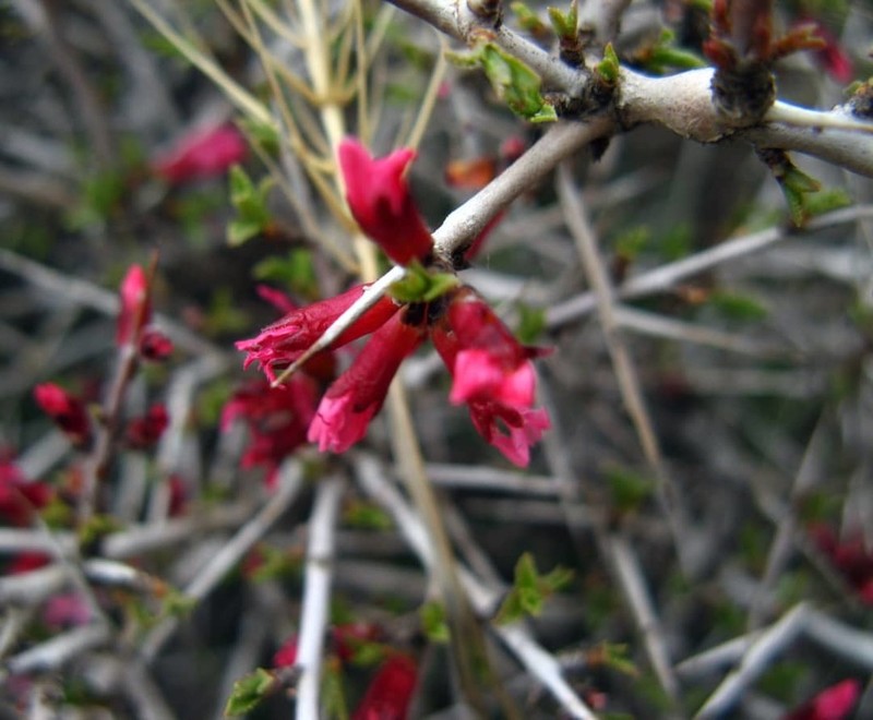 Prunus lycioides photo 2