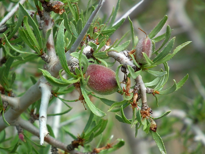Prunus lycioides photo 3