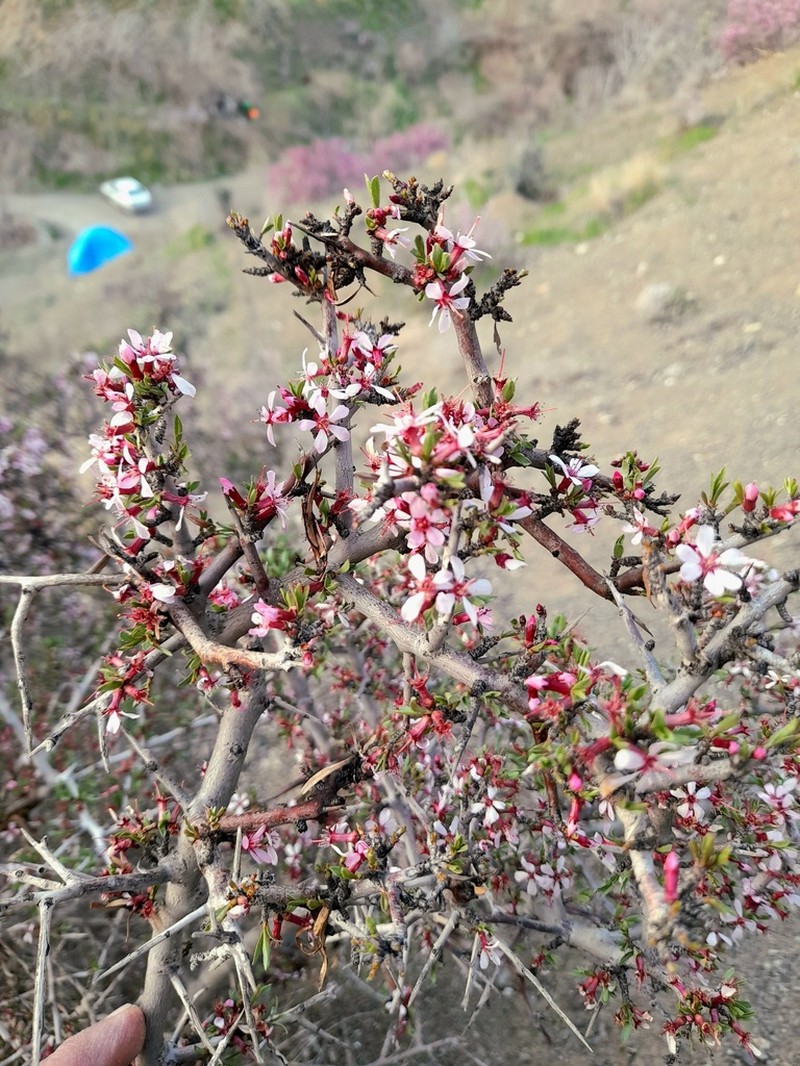 Prunus lycioides photo 4
