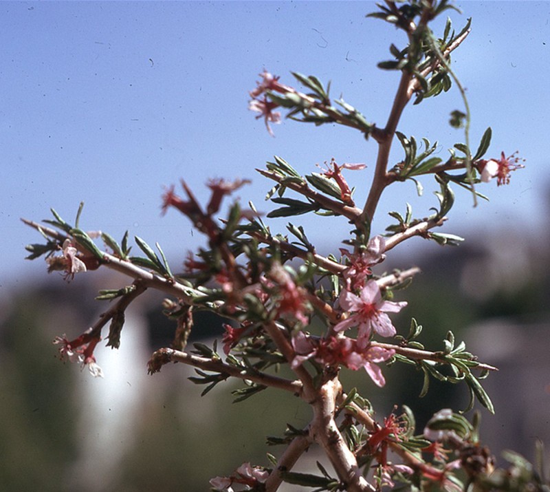 Prunus lycioides photo 5