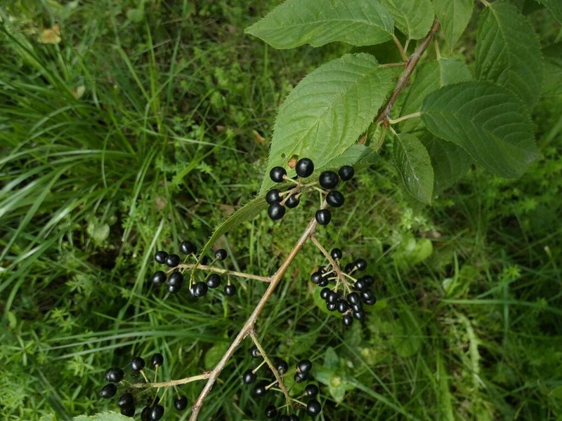 Amur Chokecherry photo 4