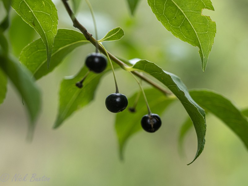 Amur Chokecherry photo 5