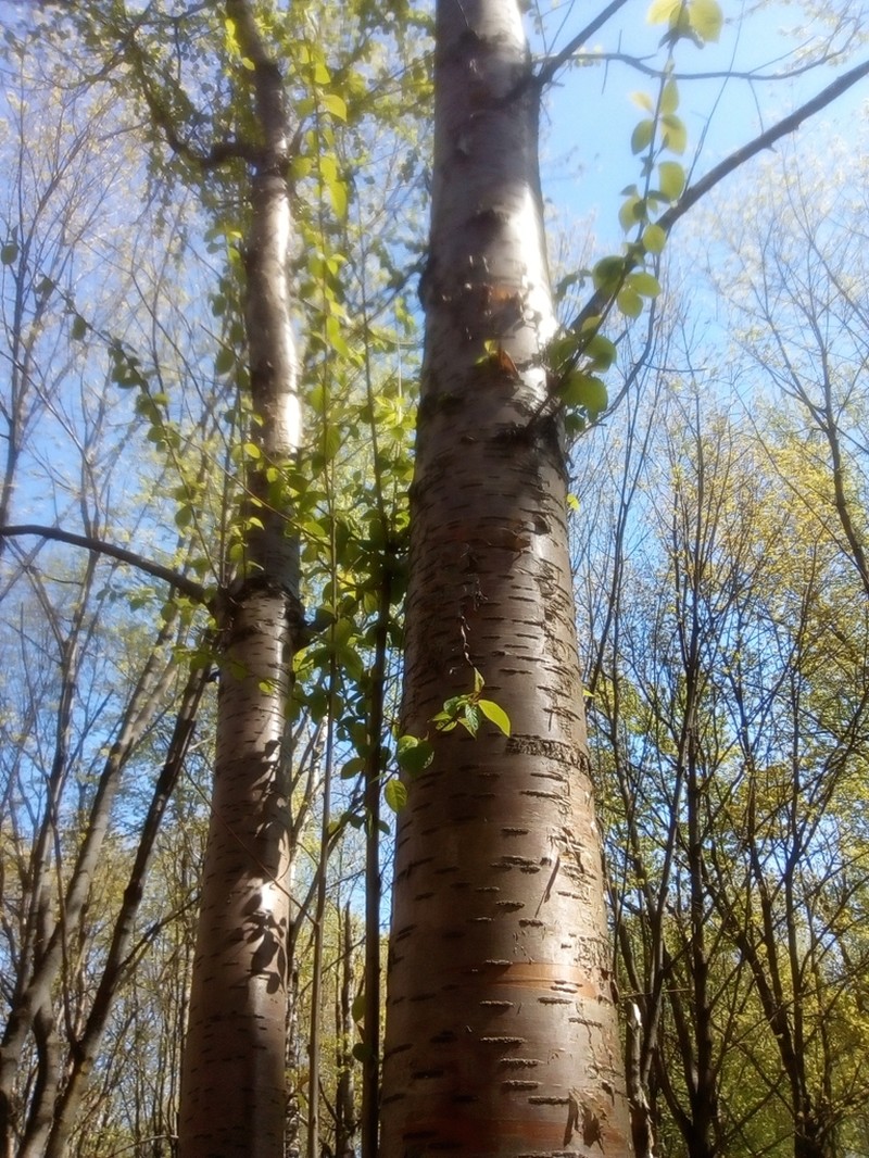 Amur Chokecherry photo 6