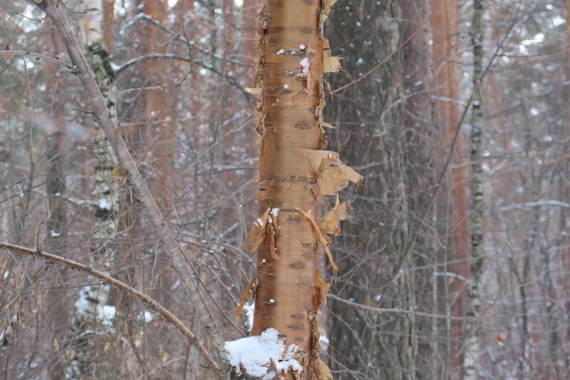 Amur Chokecherry photo 7