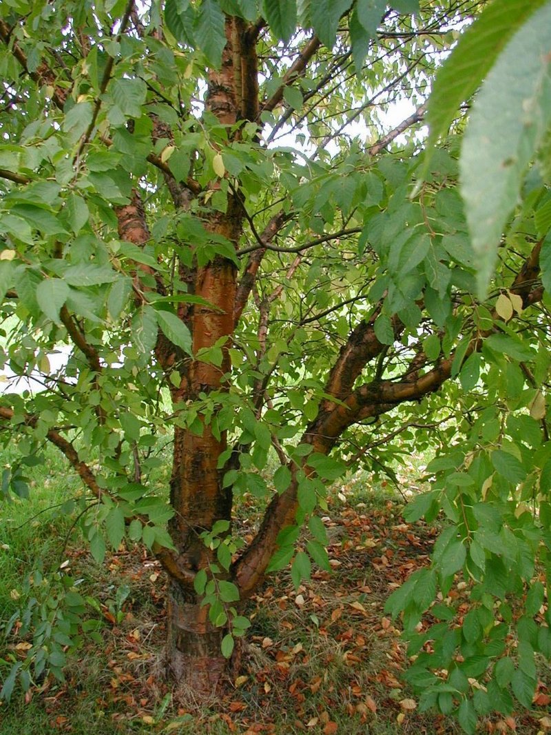 Amur Chokecherry