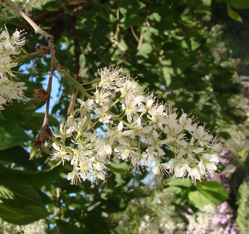 Amur Chokecherry