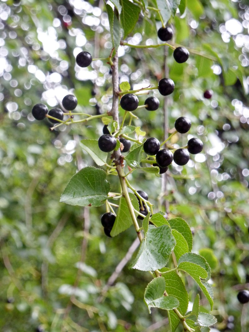 Mahaleb Cherry photo 4