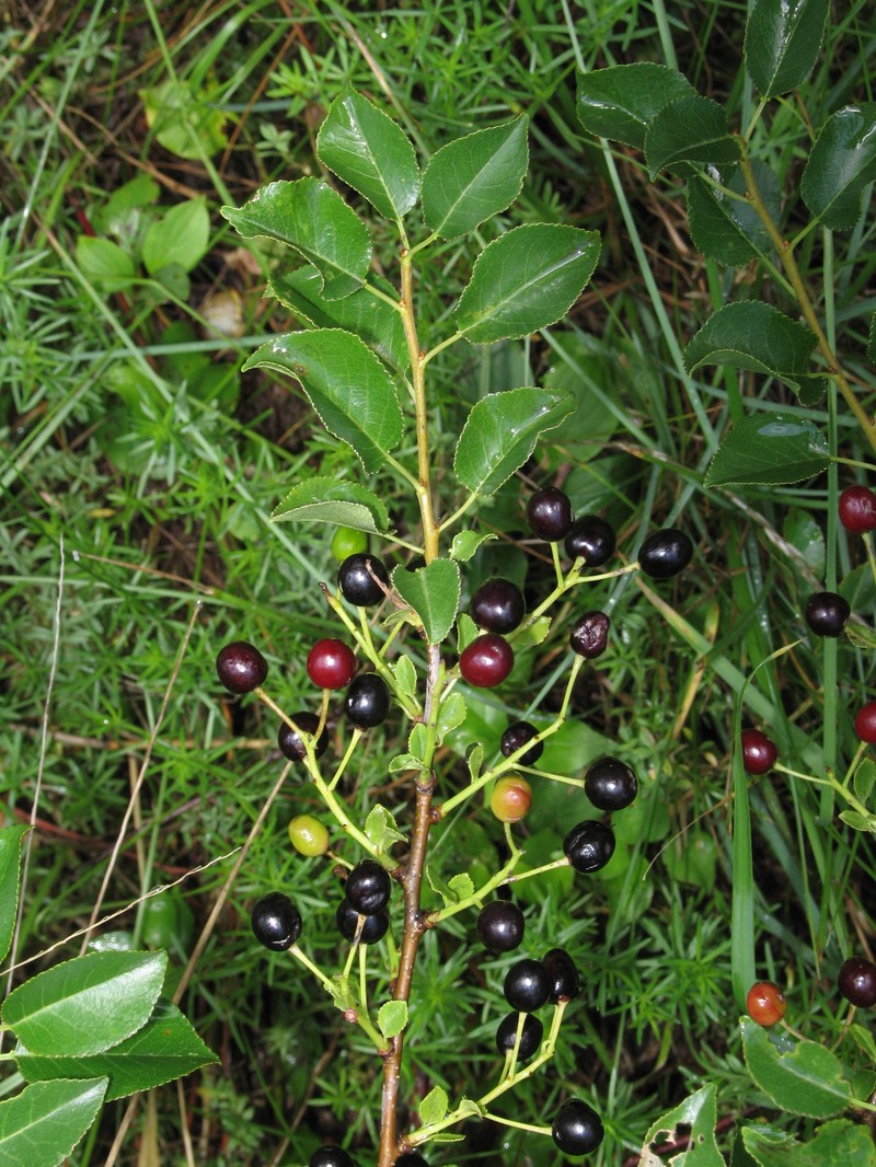 Mahaleb Cherry photo 5